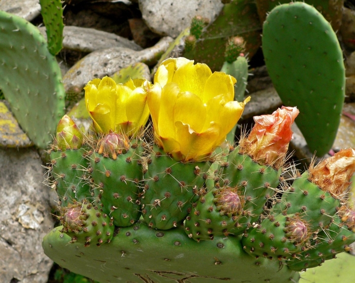Опунция (opuntia)