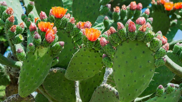 Кактус опунция мехико
