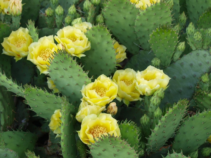 Опунция госселина