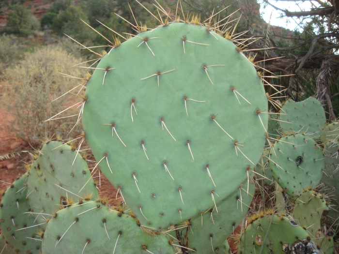 Prickly pear cactus