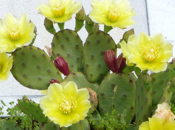 Опунция бергера (opuntia bergeriana)