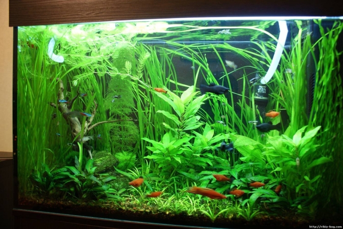 Лимонник узколистный аквариумный