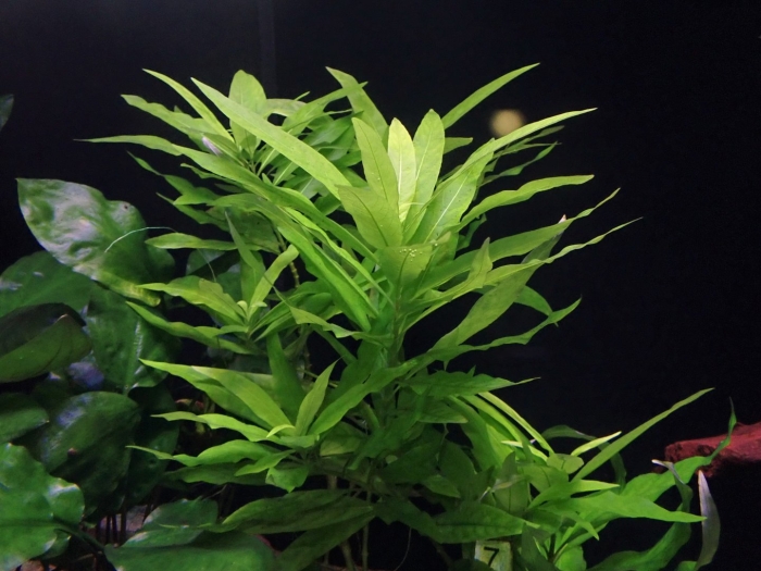 Гигрофила лимонник