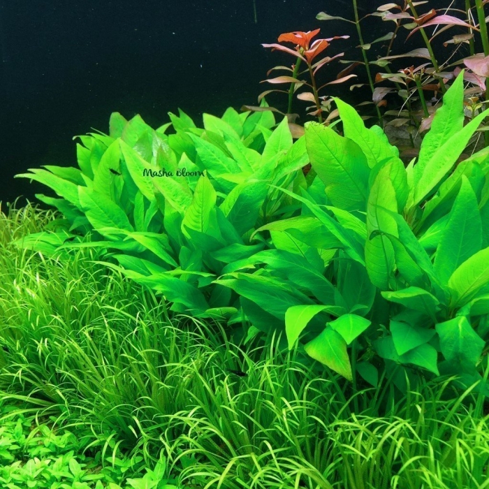 Лимонник аквариумное растение