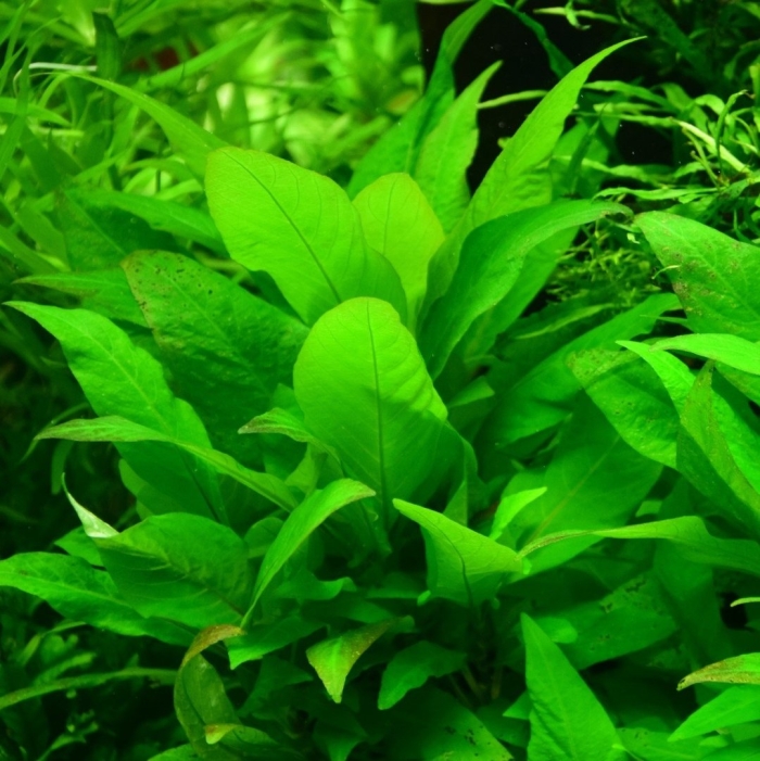 Аквариумное растение лимонник