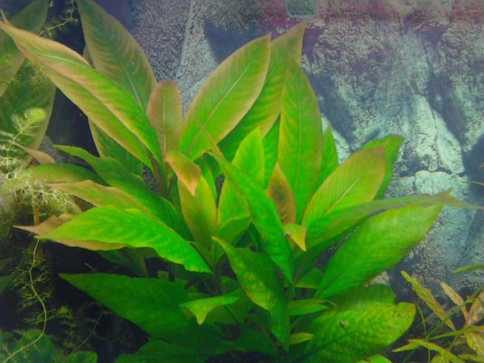 Гигрофила коримбоза компакт