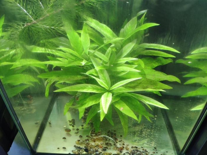 Лимонник номафила длиннолистная