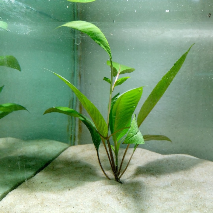 Аквариумное растение анубиас