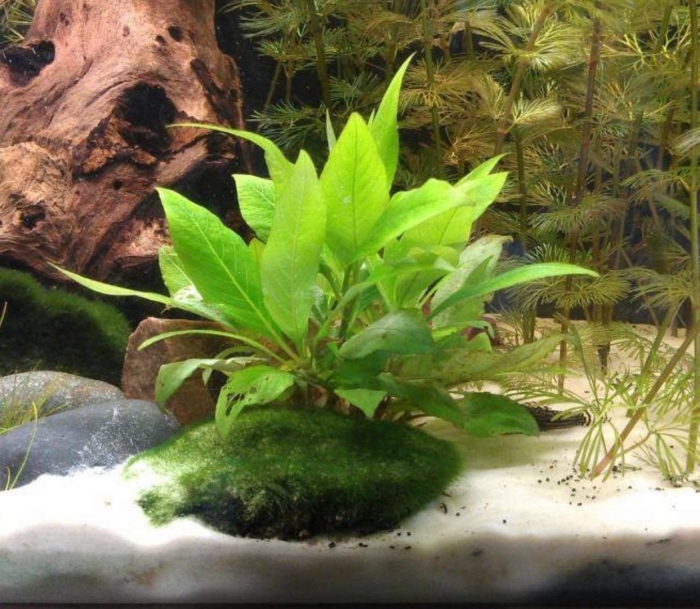 Гигрофила коримбоза