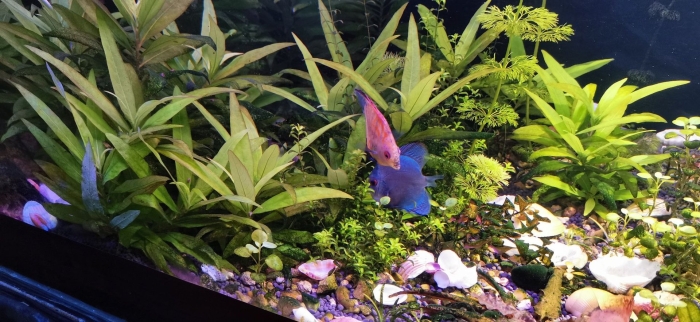 Лимонник аквариумный