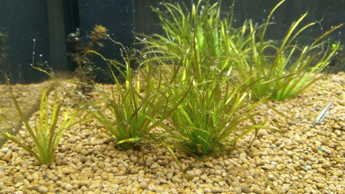 Бликса японская аквариумное растение