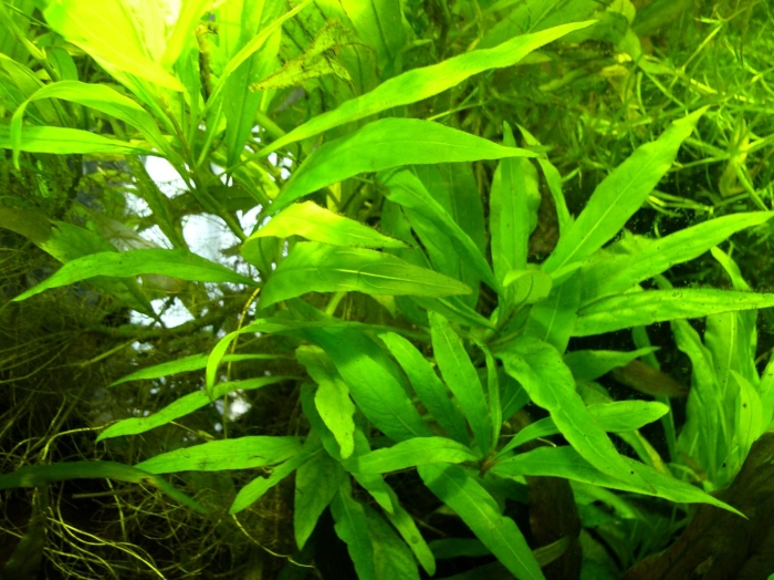 Гигрофила иволистная аквариумное