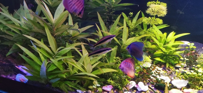 Лимонник аквариумное растение