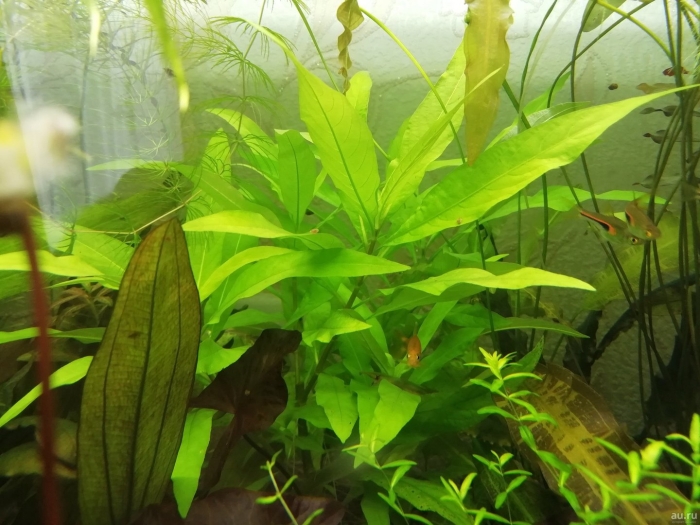 Номафила лимонник