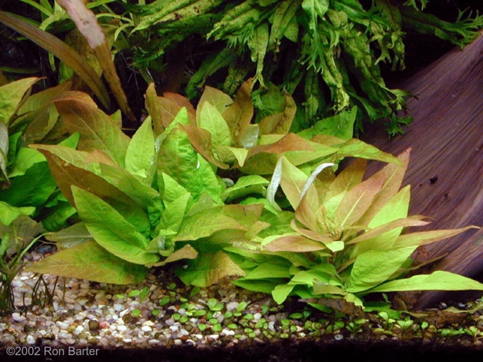 Гигрофила лимонник (hygrophila)