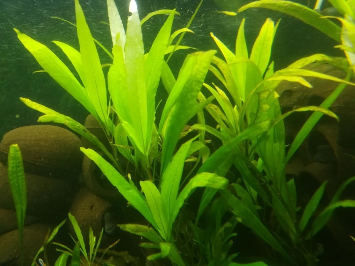 Гигрофила лимонник стрикта