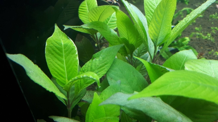 Гигрофила лимонник