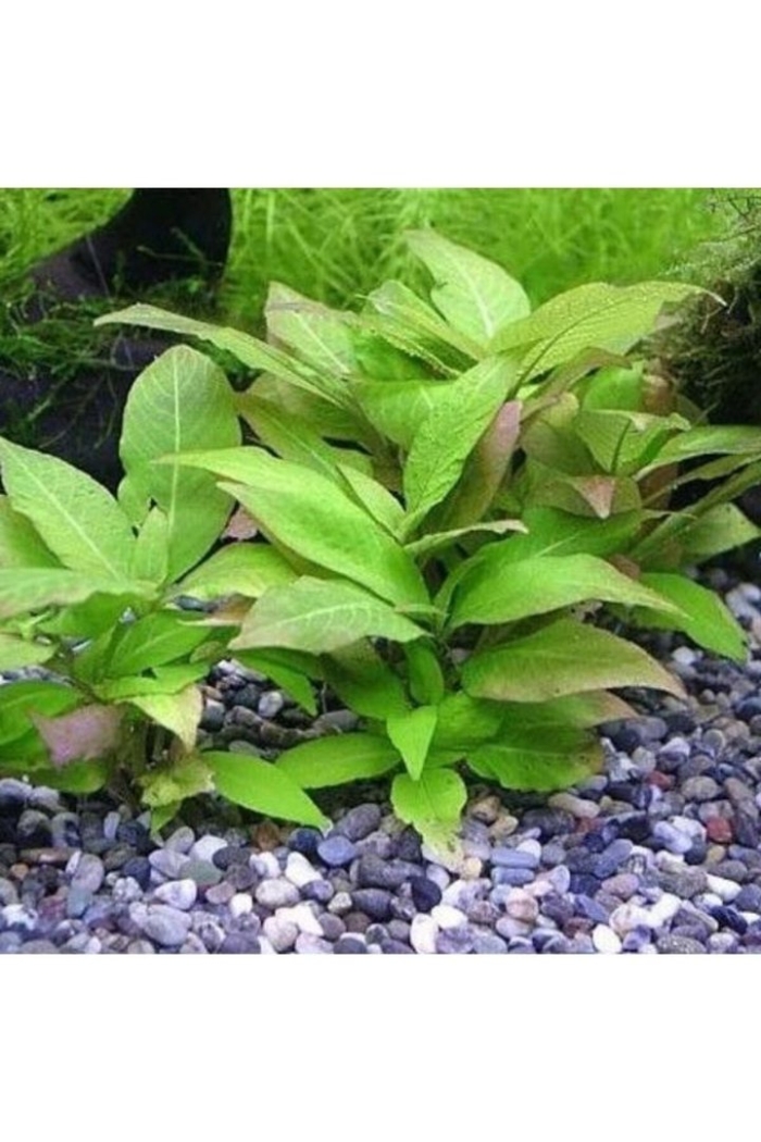 Гигрофила лимонник (hygrophila)