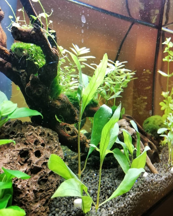 Анубиас нана аквариумное