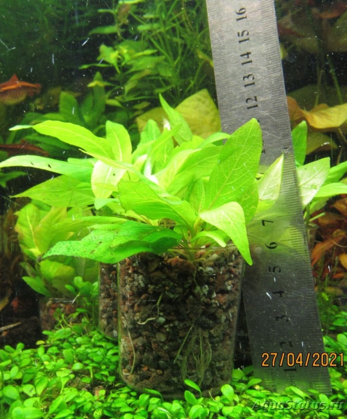 Растение аквариумное