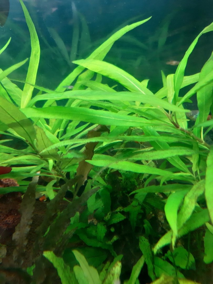 Гигрофила иволистная аквариумное