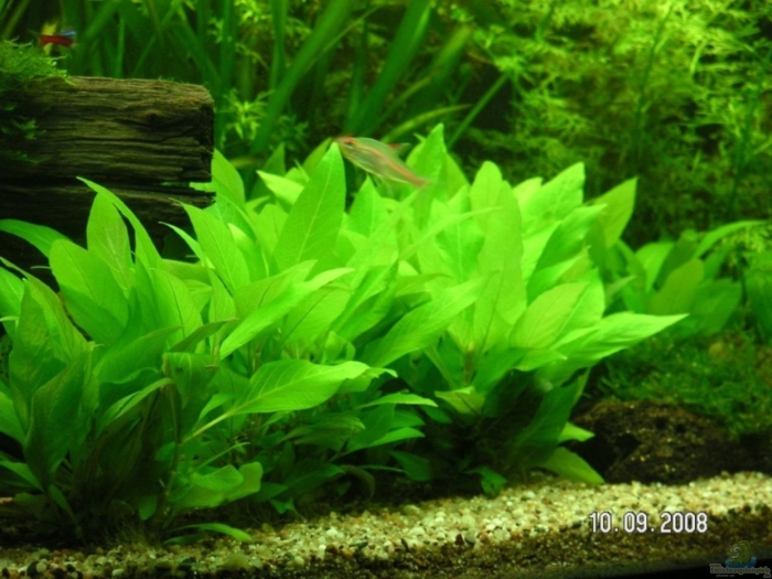 Гигрофила лимонник компакт