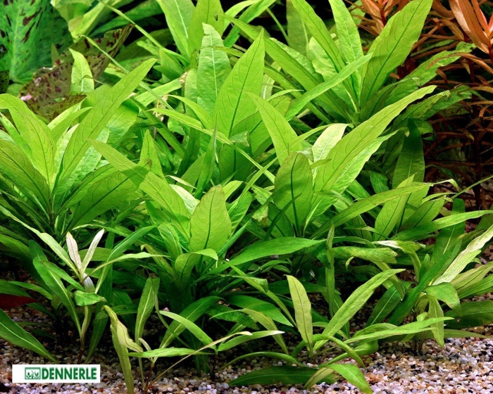 Гигрофила иволистная аквариумное