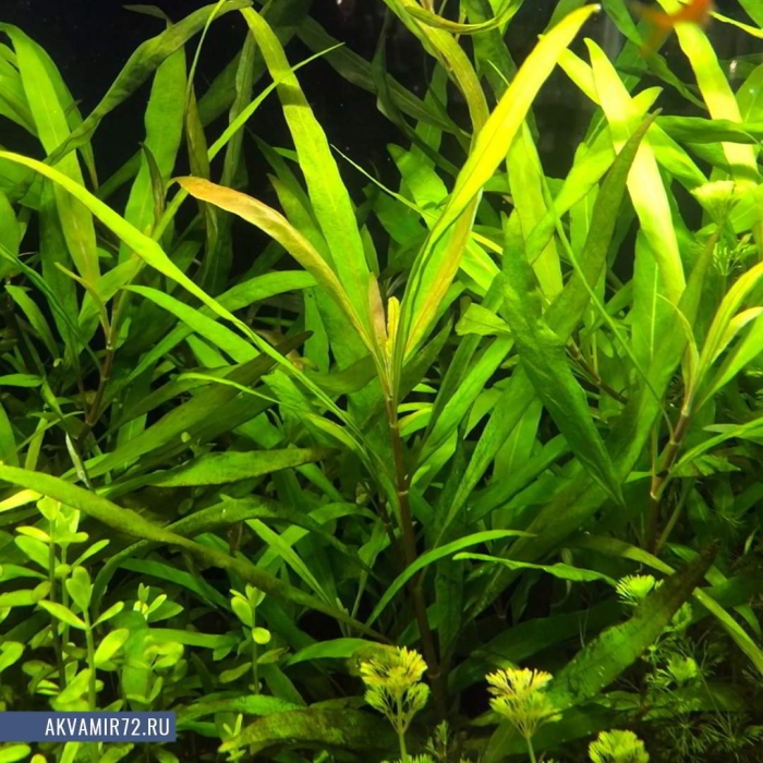 Гигрофила лимонник