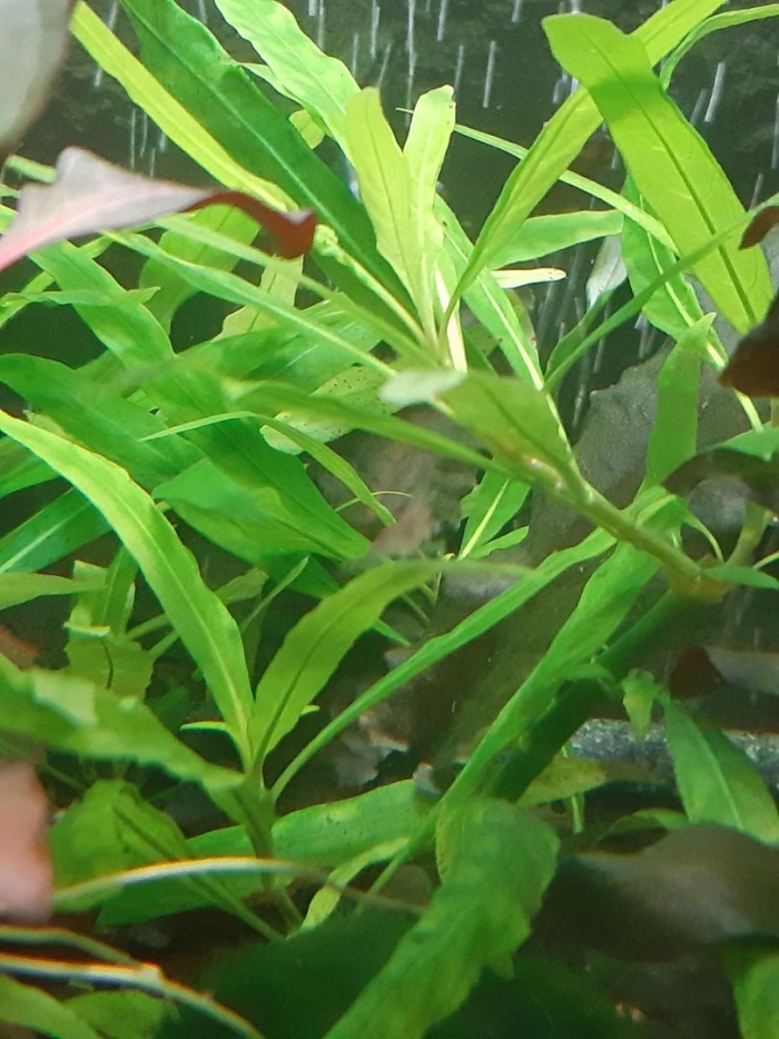 Гигрофила аквариумное растение
