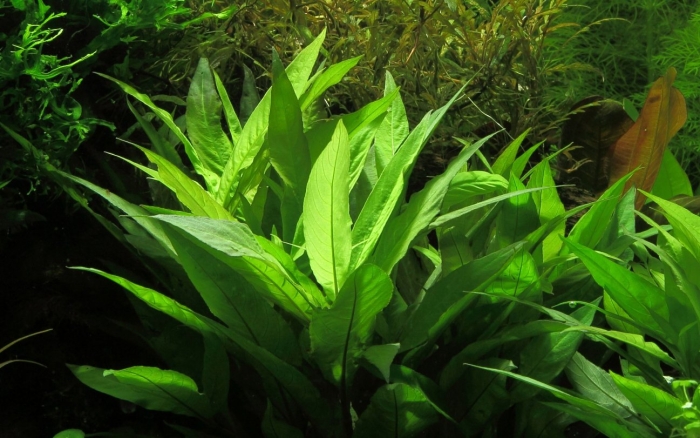 Гигрофила иволистная