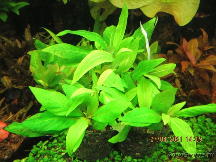 Гигрофила коримбоза лимонник