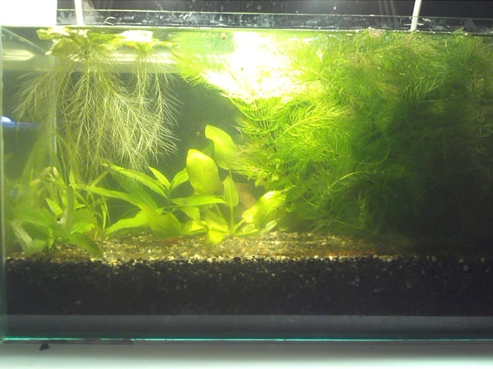 Аквариум травник роголистник