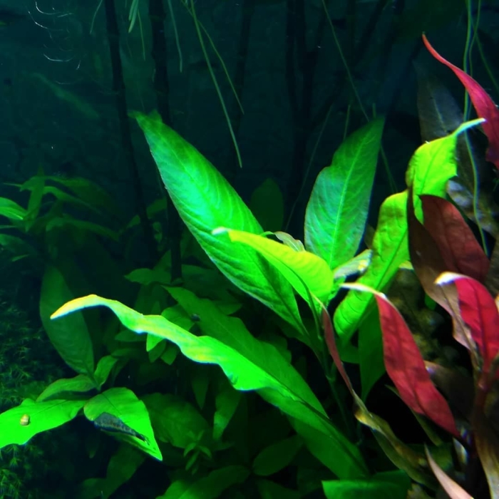 Аквариумное растение анубиас