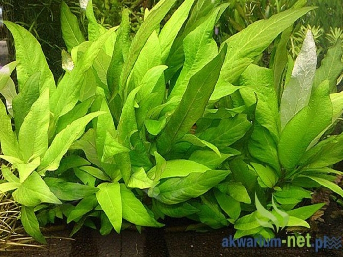 Гигрофила лимонник