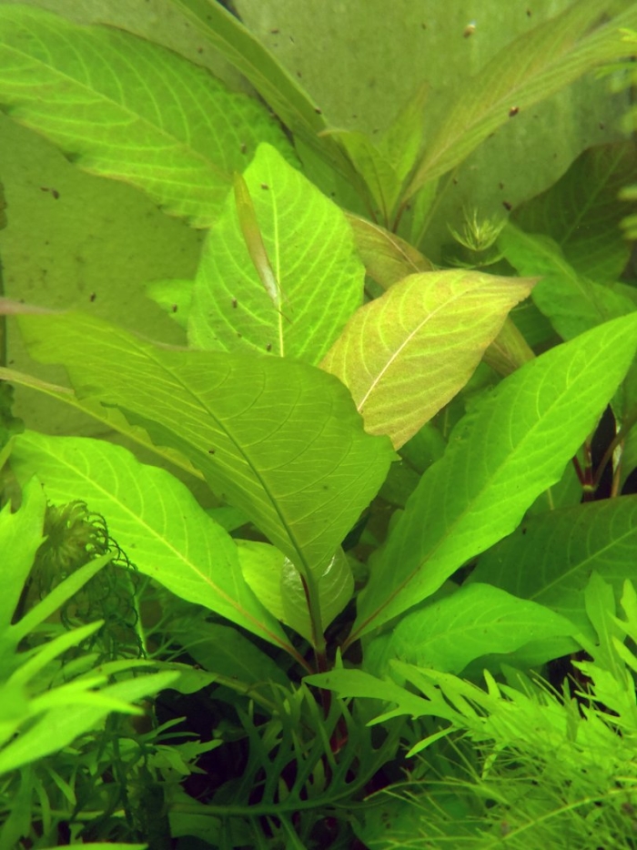 Гигрофила браун