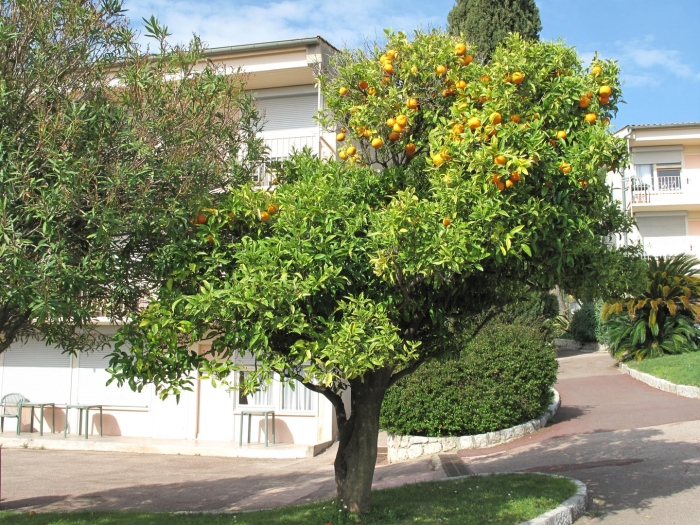 Orange tree
