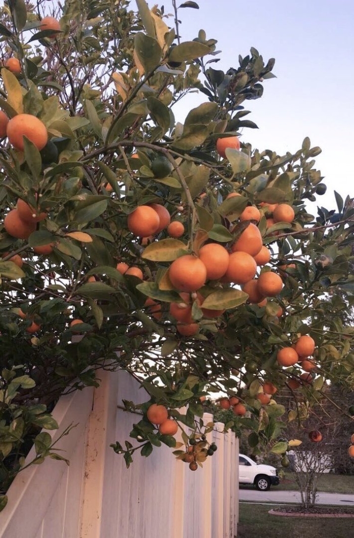 Апельсиновое дерево