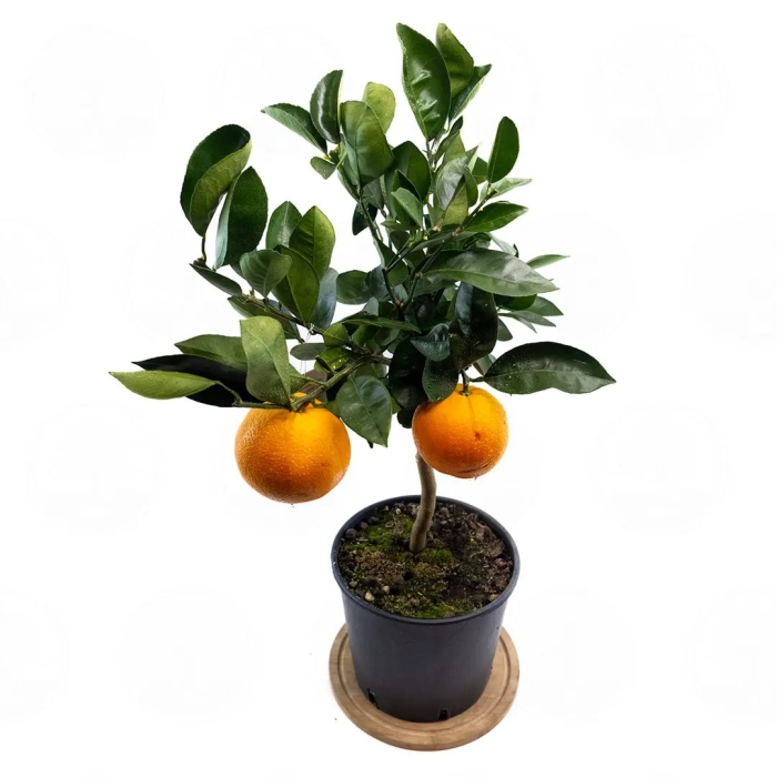 Каламондин (цитрофортунелла) апельсин