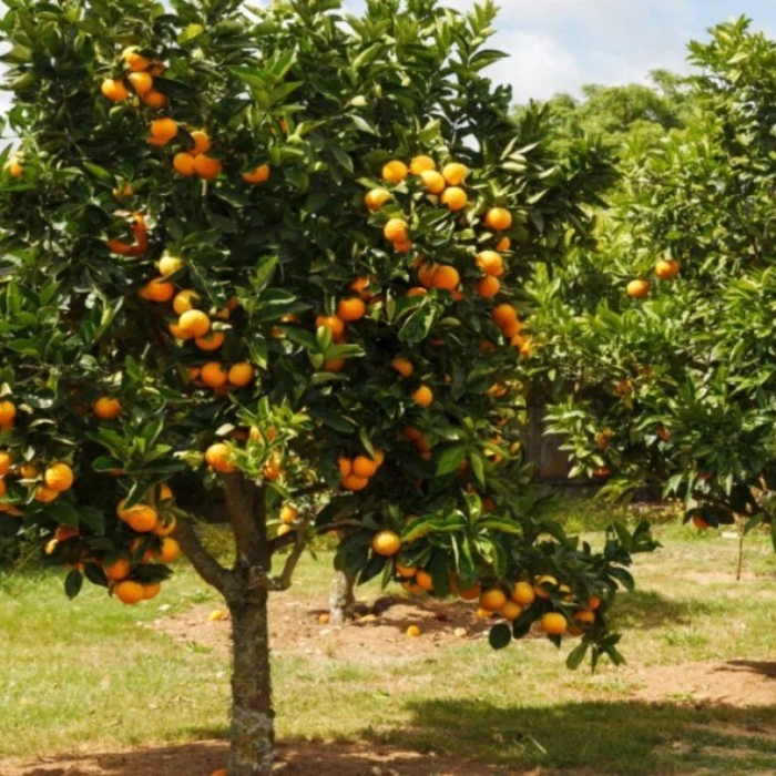 Померанец дерево