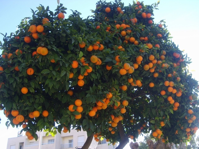 Мандарин уншиу дерево