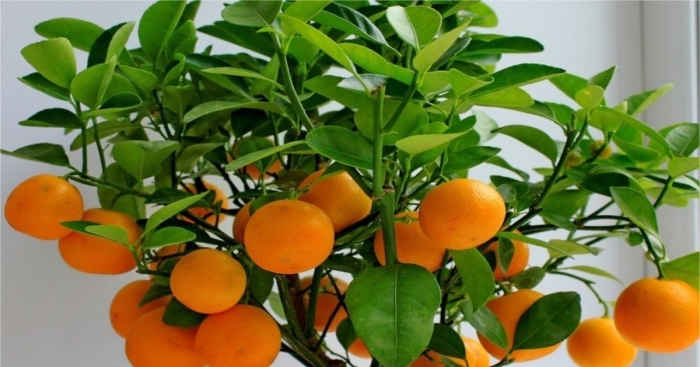 Вырастить мандарин из косточки в домашних условиях