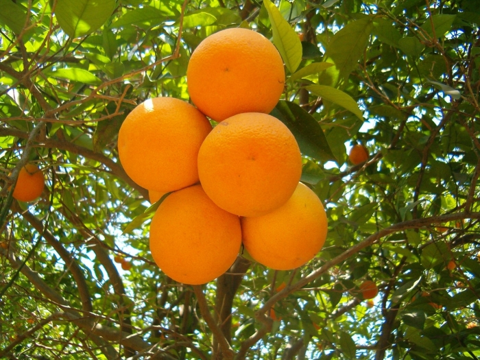 Апельсин павловский померанец