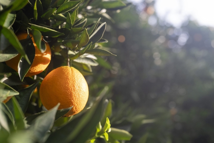 Апельсин на ветке