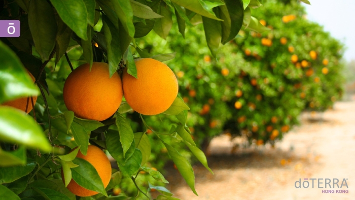 Флорида цитрусовые