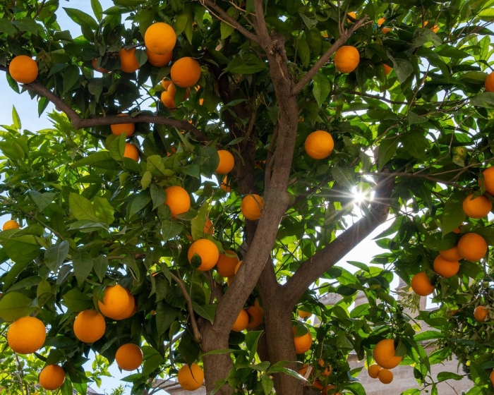 Мандариновое дерево в валенсии