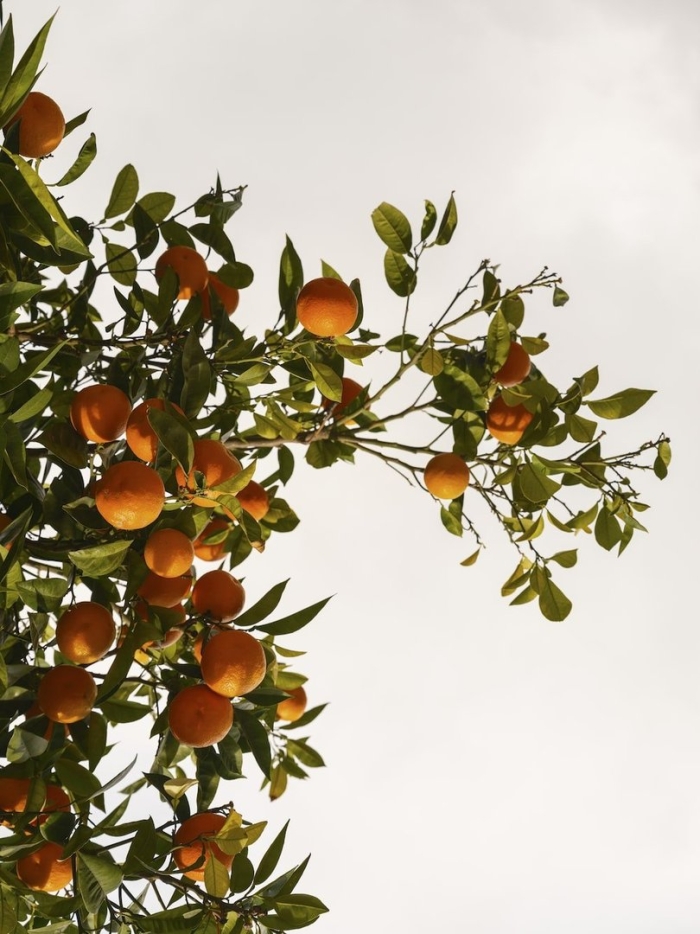 Померанец дерево