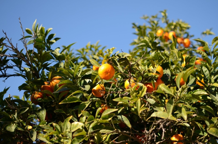 Мандариновое дерево в валенсии