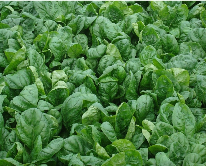 Шпинат спокейн f1