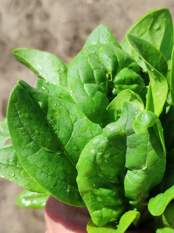 Шпинат исполинский