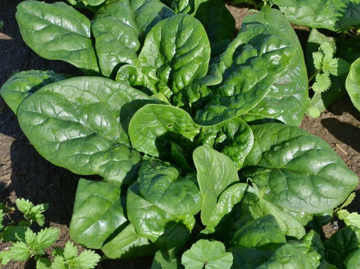 Шпинат матадор